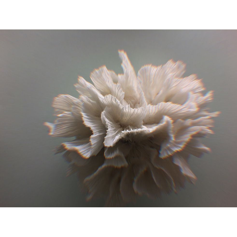 Close-up of a coral polyp on a gray background inspiring the organic structure of the Hipassos Bloom Necklace